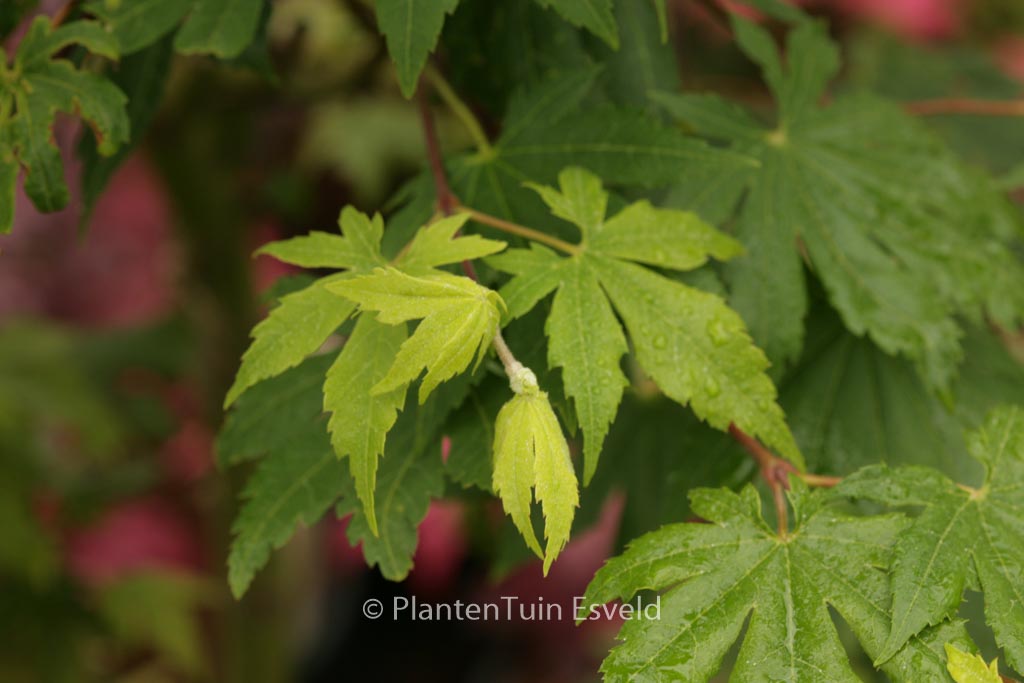 Acer sieboldianum ‘Lovett’