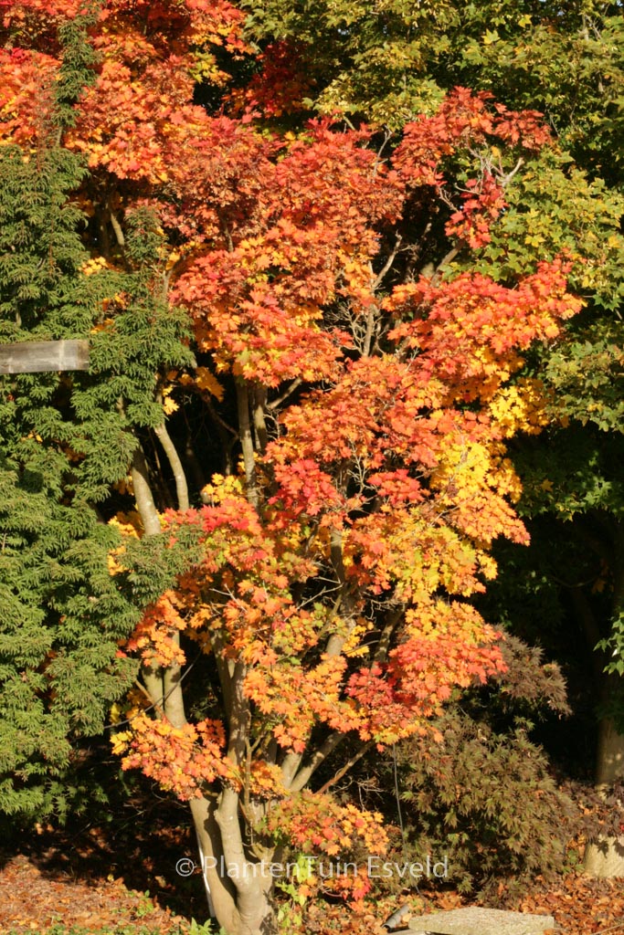 Acer sieboldianum ‘Mi-yama-nishiki’