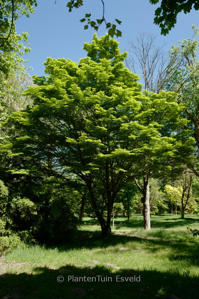 Acer sieboldianum ‘Osiris’