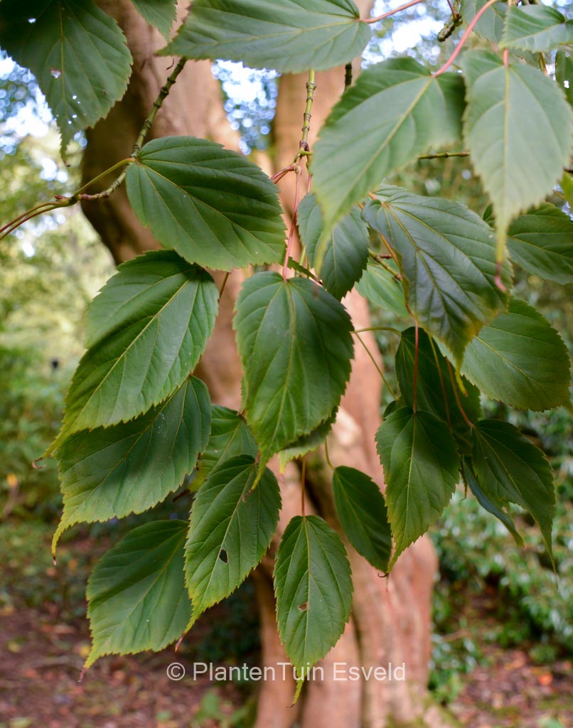 Acer stachyophyllum ssp. betulifolium
