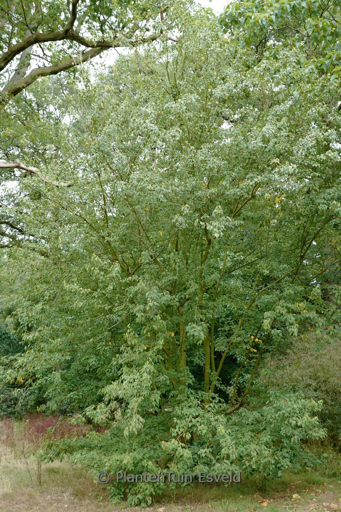 Acer stachyophyllum