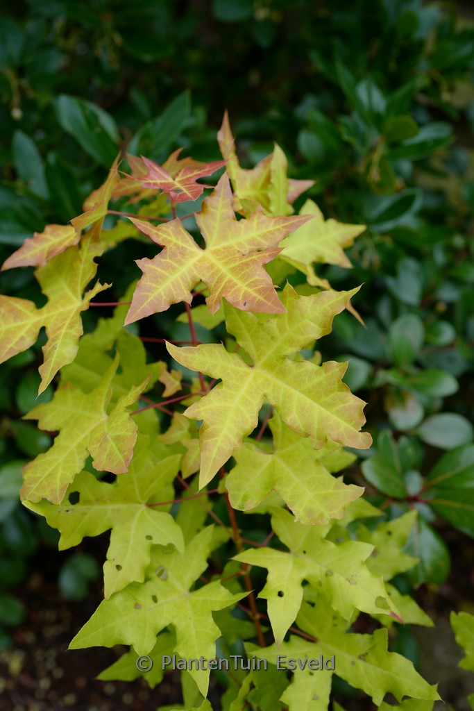 Acer truncatum ‘Volcano’