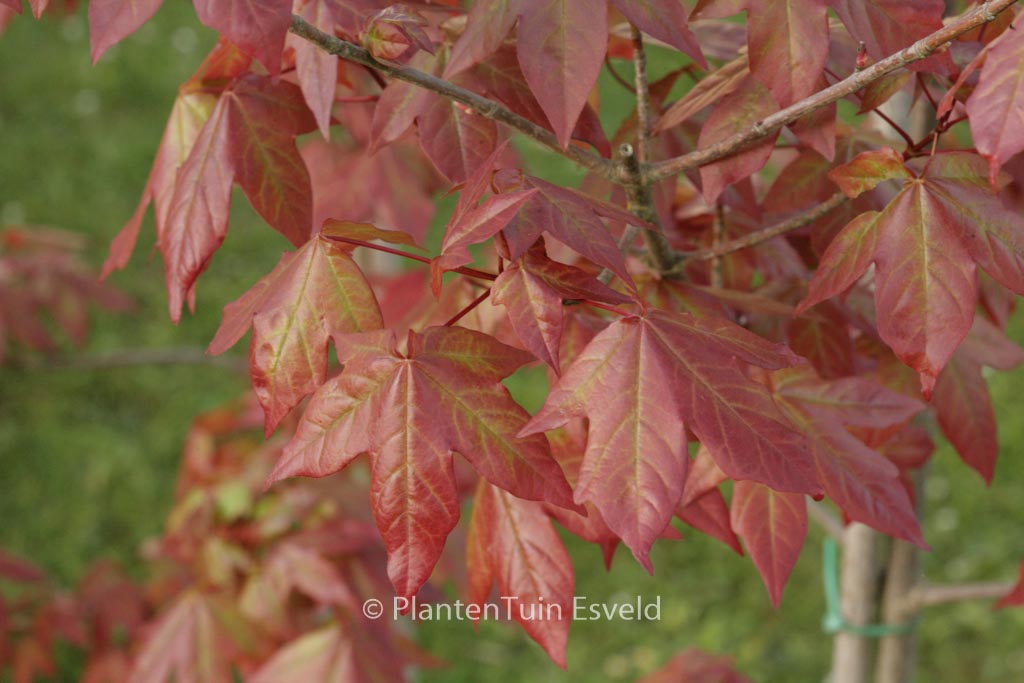 Acer zoeschense ‘Annae’