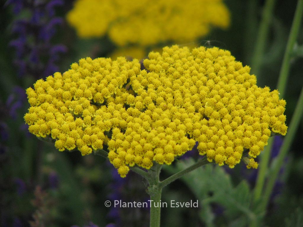 Achillea ‘Coronation Gold’