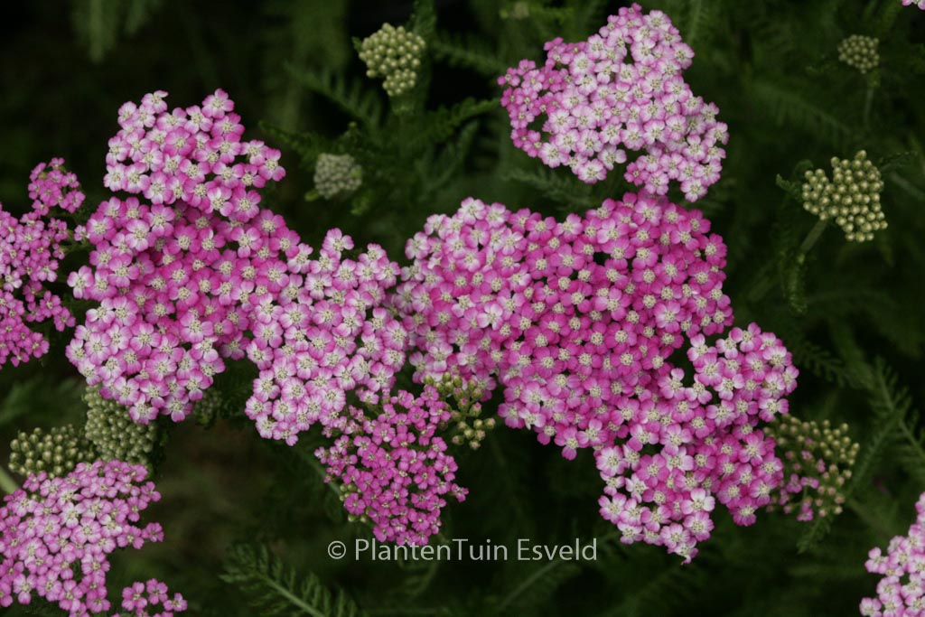 Achillea ‘Pink Grapefruit’