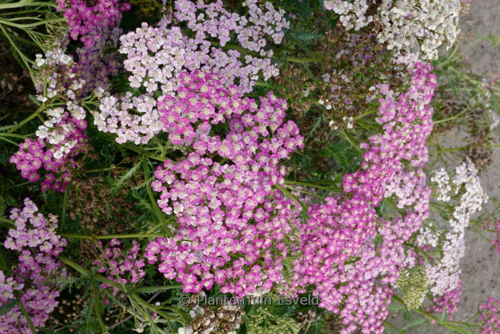 Achillea ‘Rainbow Lightning Pink’