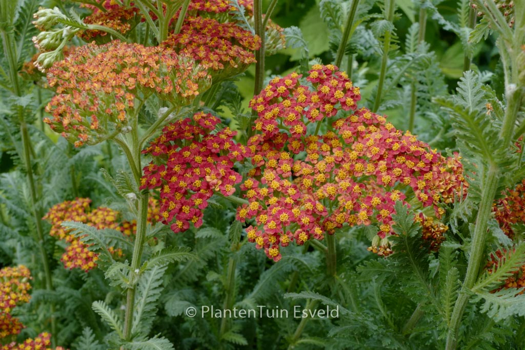 Achillea ‘Safran’