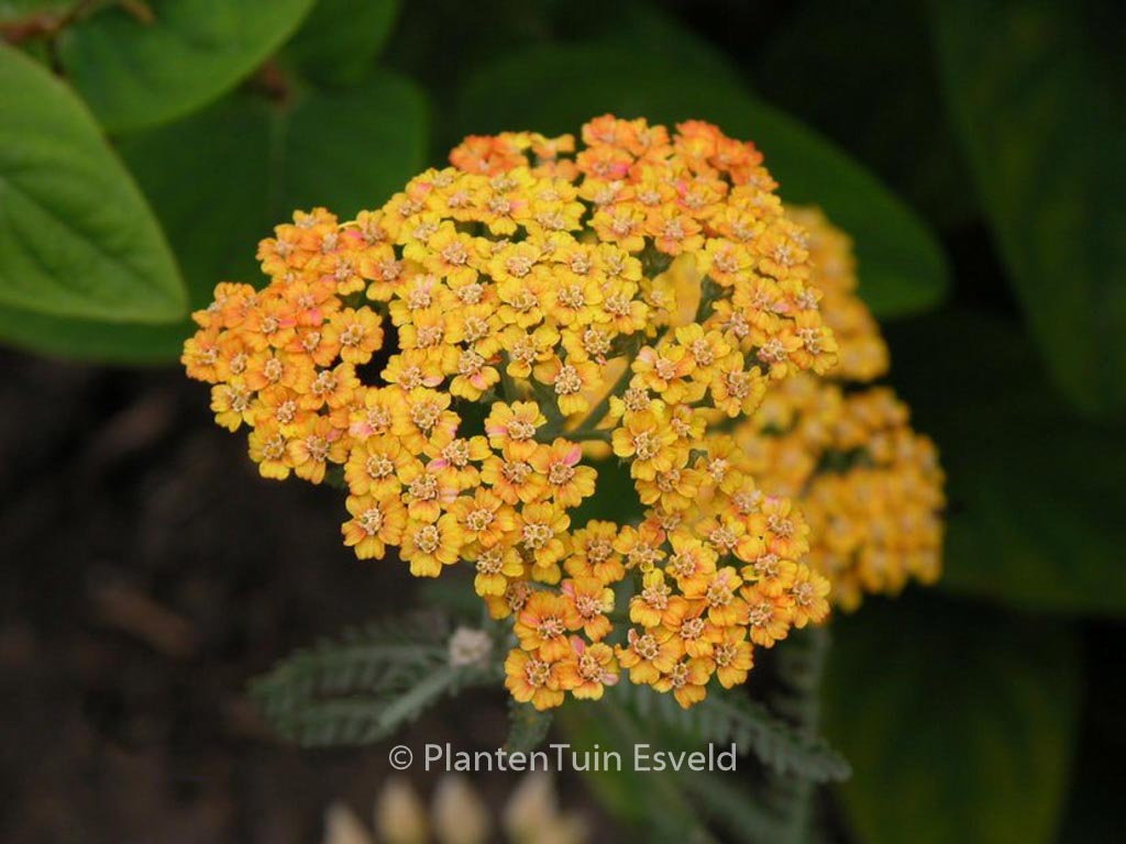 Achillea ‘Terracotta’