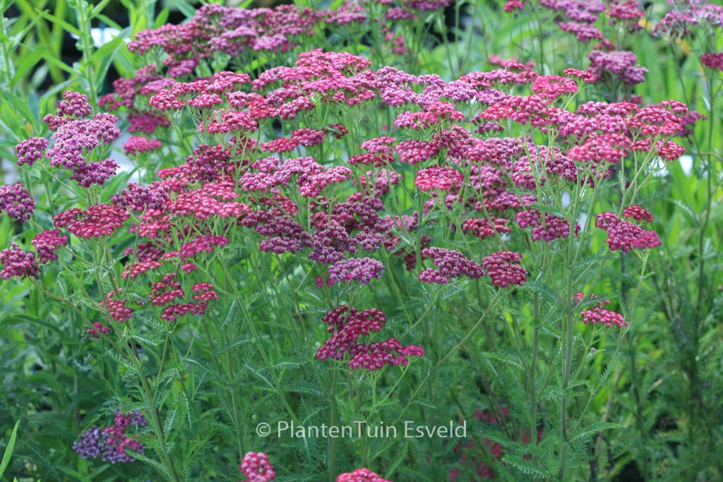 Achillea ‘Velour’