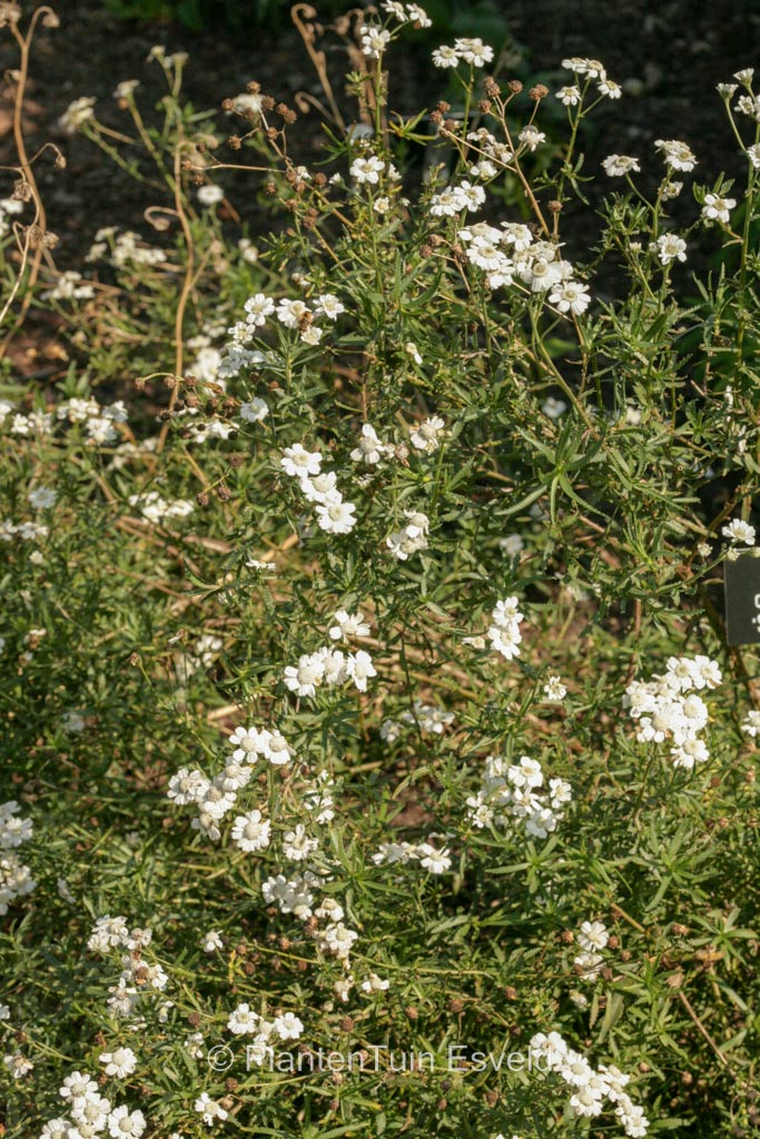 Achillea cartilaginea ‘Silver Spray’