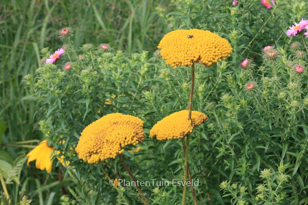 Achillea filipendulina ‘Cloth of Gold’