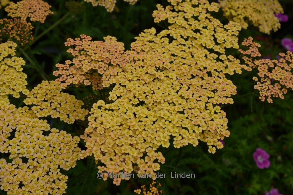 Achillea filipendulina ‘Hannelore Pahl’