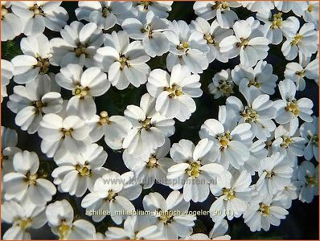 Achillea filipendulina ‘Heinrich Vogeler’