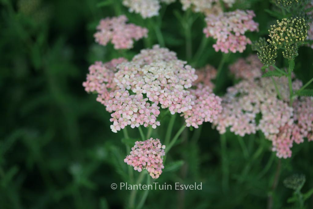 Achillea millefolium ‘Lachsschoenheit’