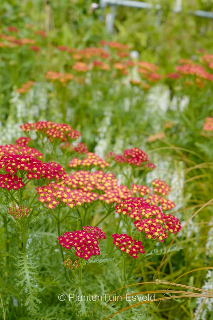 Achillea millefolium ‘Milly Rock Red’