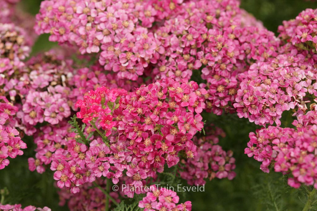 Achillea millefolium ‘Pomegranate’ (TUTTI FRUTTI)