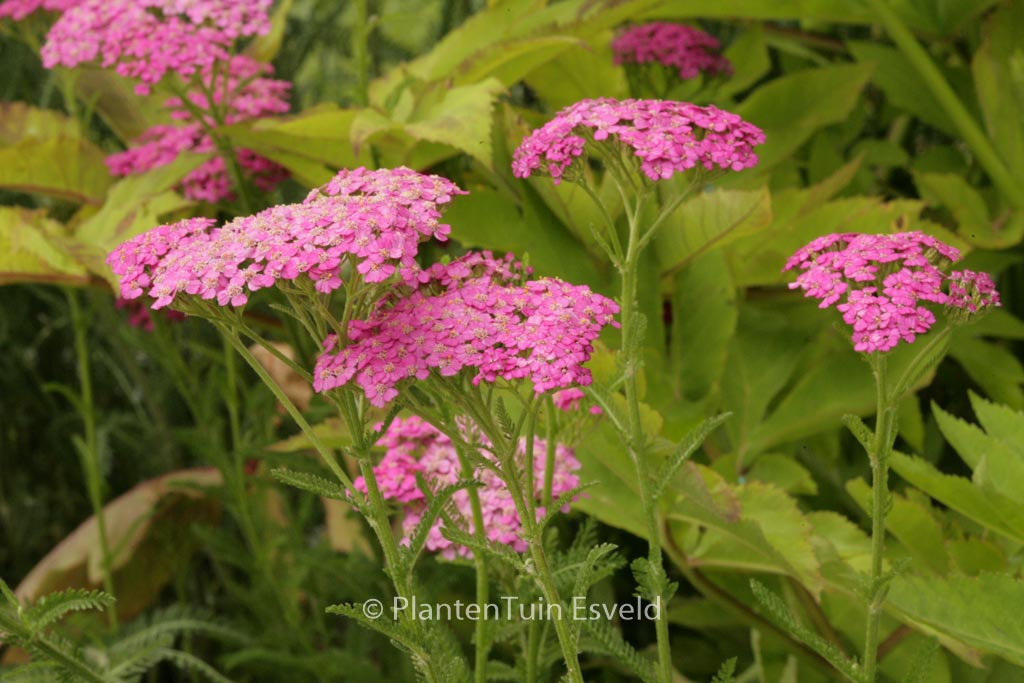 Achillea millefolium ‘Pretty Belinda’