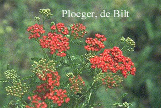 Achillea millefolium ‘Red Beauty’
