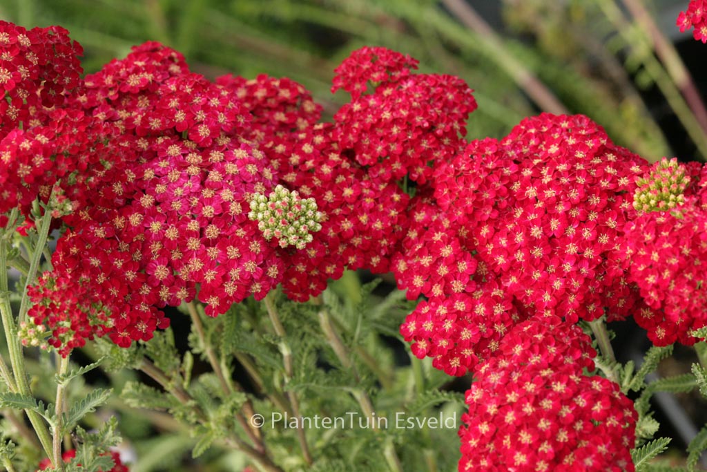 Achillea millefolium ‘Red Velvet’