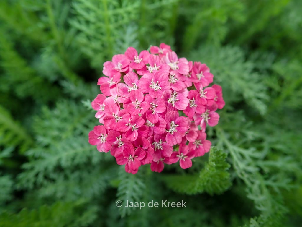 Achillea millefolium ‘Saucy Seduction’