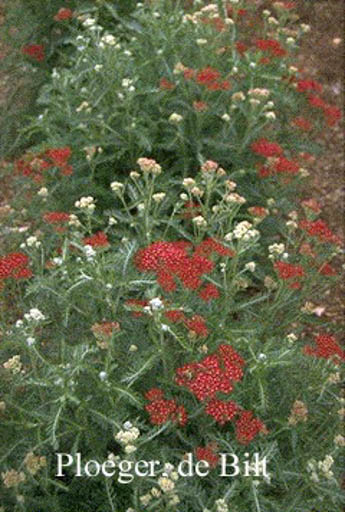 Achillea millefolium ‘Summerwine’
