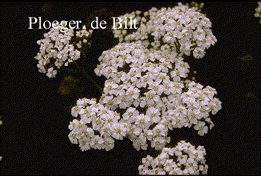 Achillea millefolium ‘White Beauty’