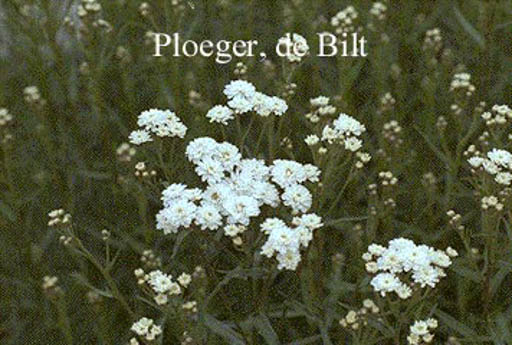 Achillea ptarmica ‘Perry’s White’