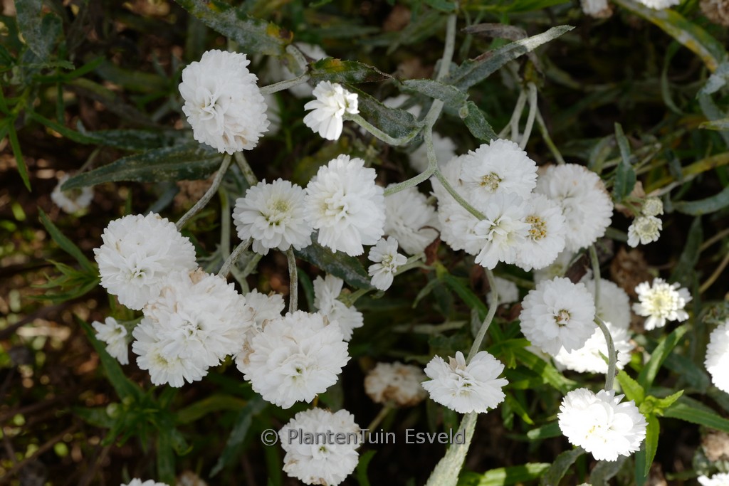 Achillea ptarmica ‘Peter Cottontail’
