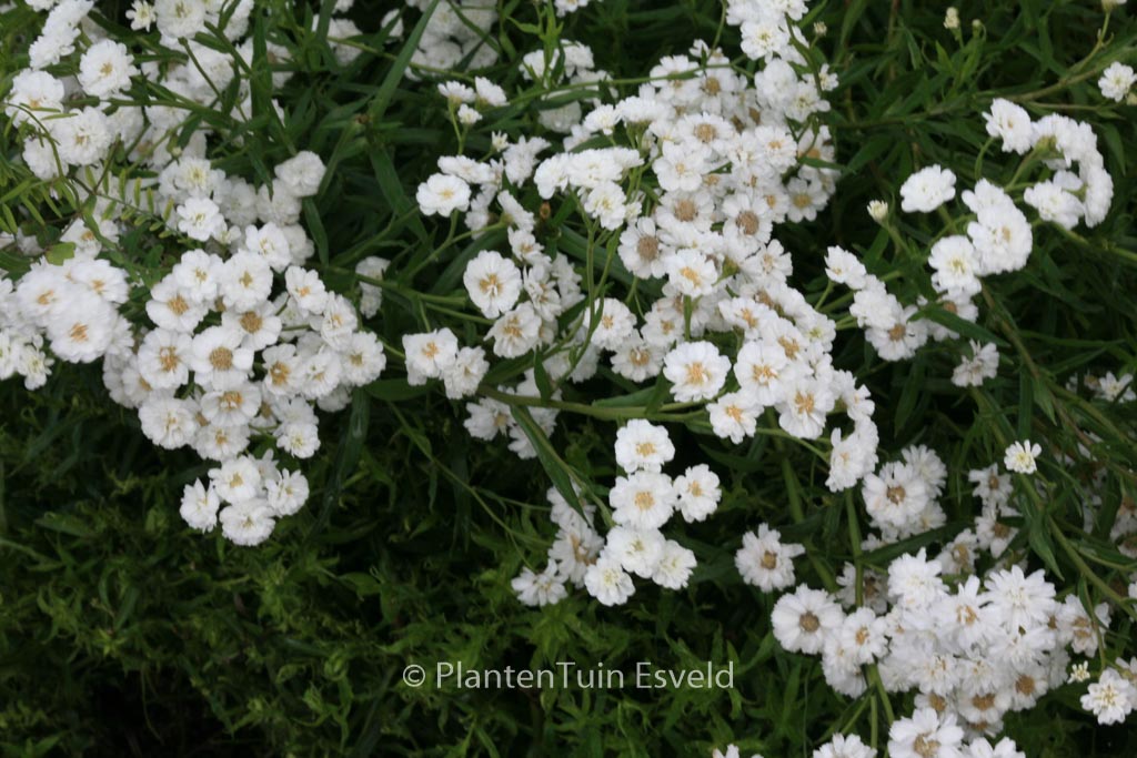 Achillea ptarmica