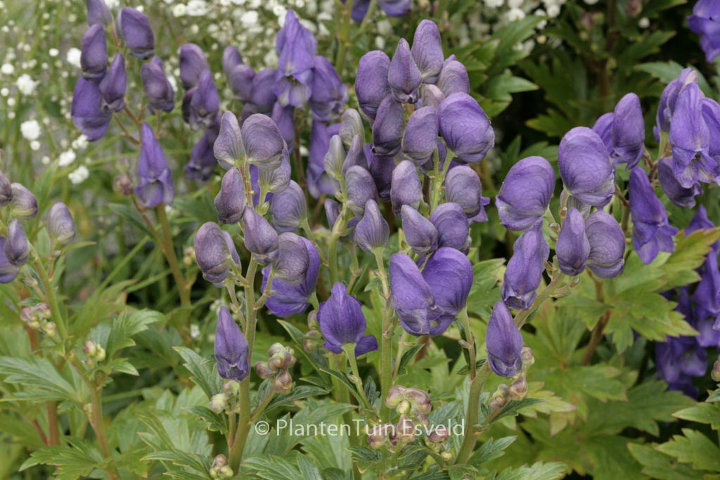 Aconitum carmichaelii ‘Arendsii’