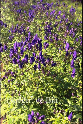Aconitum henryi ‘Spark’s Variety’