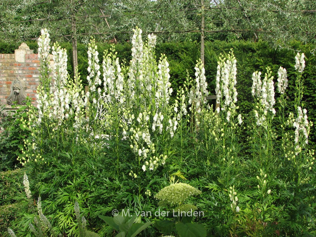 Aconitum napellus ‘Album’