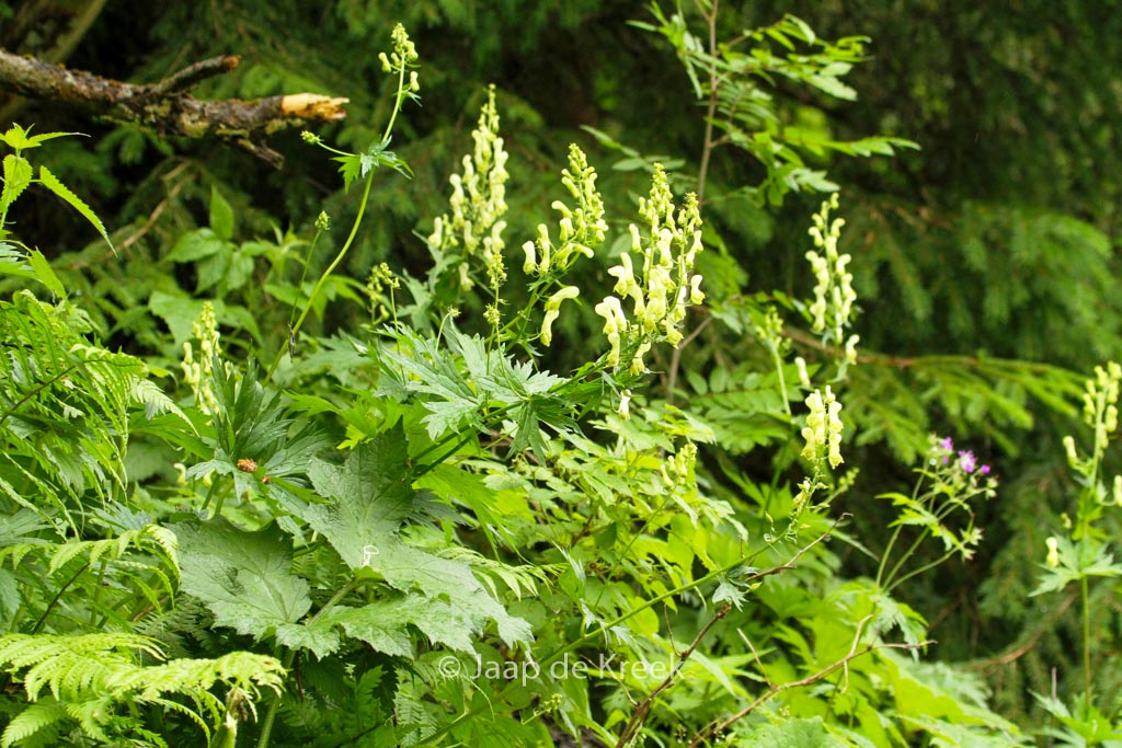 Aconitum vulparia