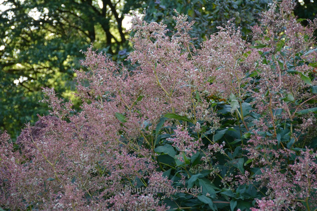 Aconogonon alpinum