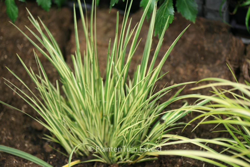 Acorus gramineus ‘Argenteostriatus’