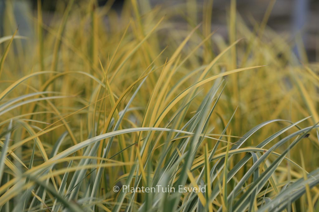 Acorus gramineus ‘Ogon’