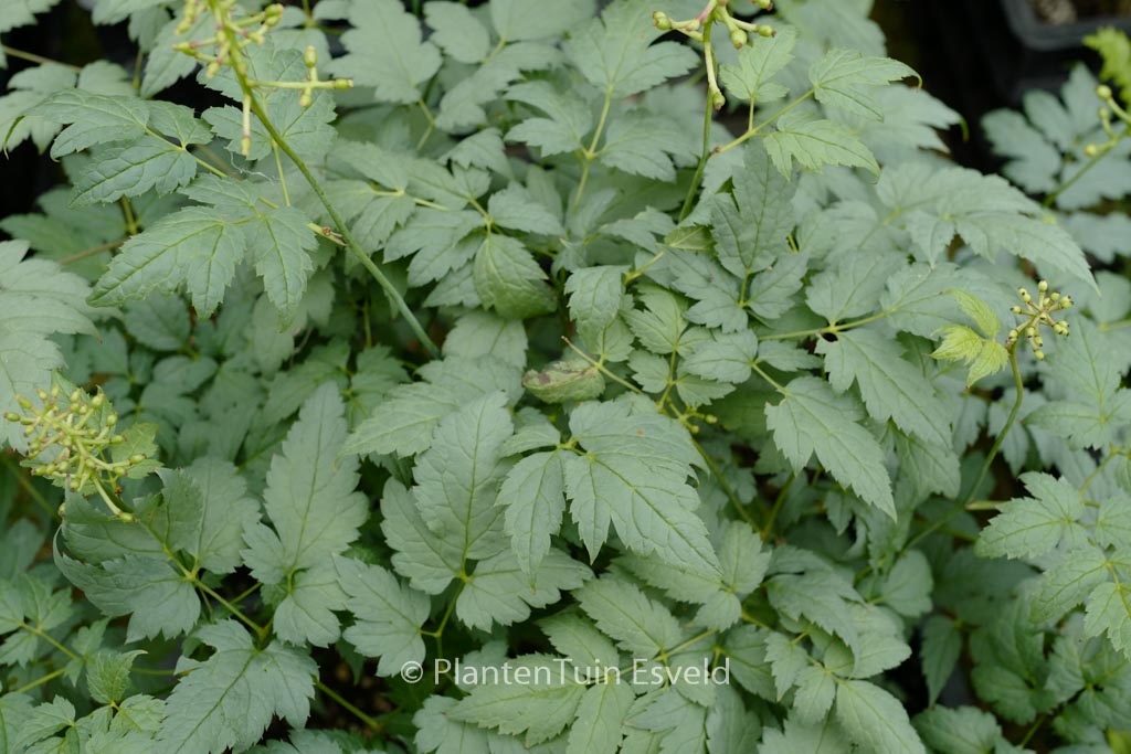 Actaea pachypoda ‘Misty Blue’