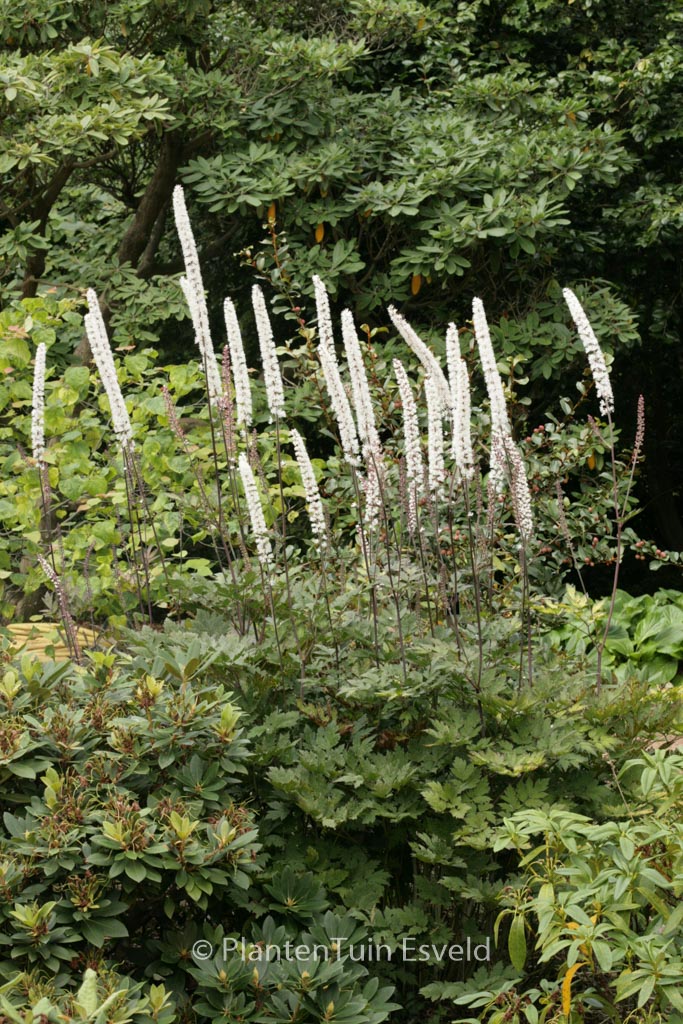 Actaea simplex ‘Atropurpurea’