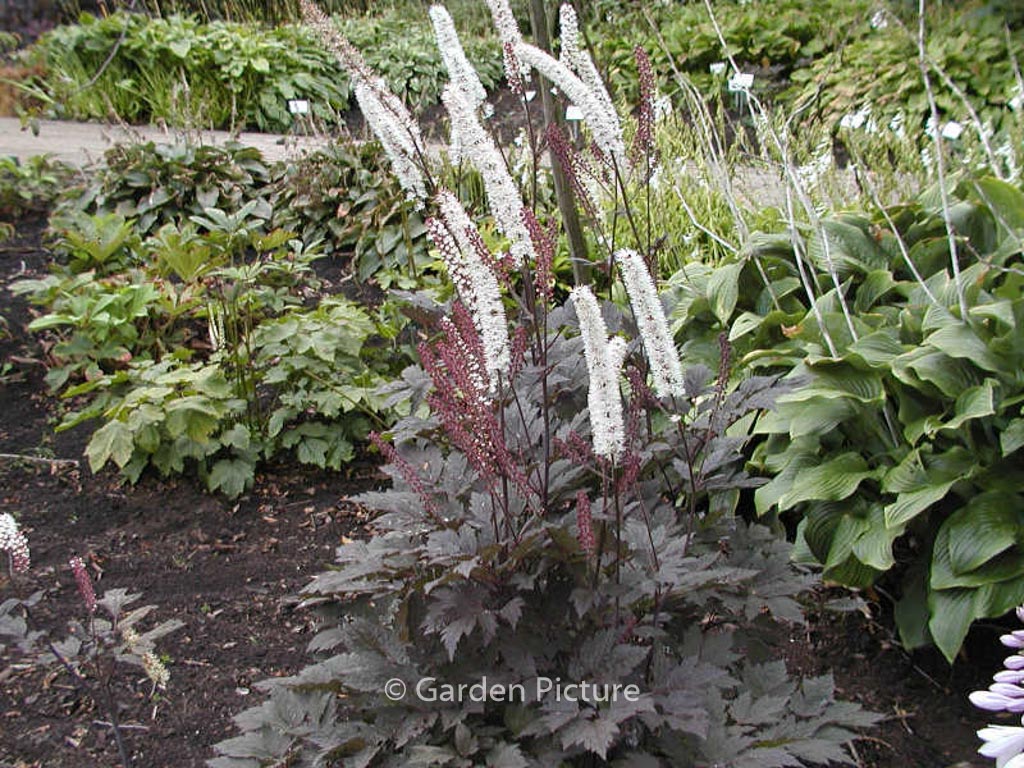 Actaea simplex ‘Brunette’