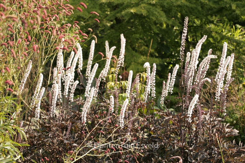 Actaea simplex ‘James Compton’