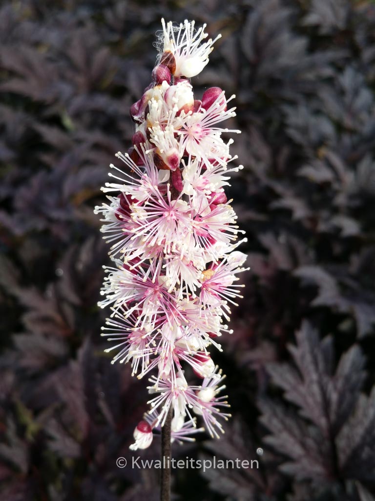 Actaea simplex ‘Pink Spike’