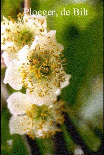 Actinidia deliciosa ‘Atlas’