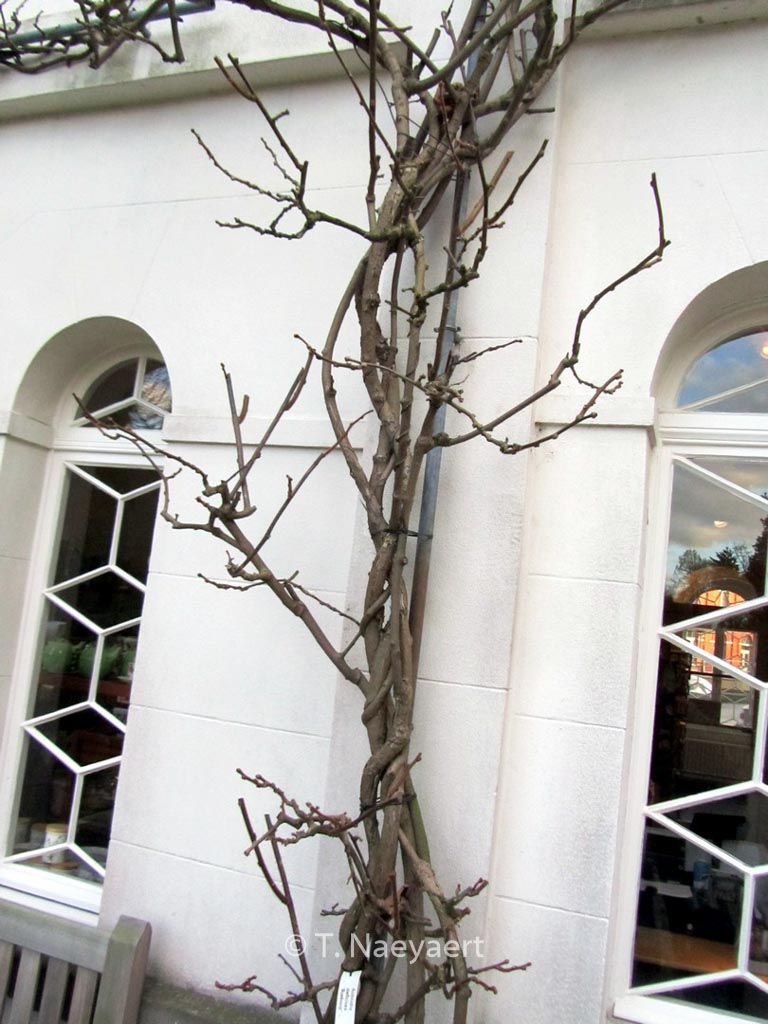 Actinidia deliciosa ‘Boskoop’