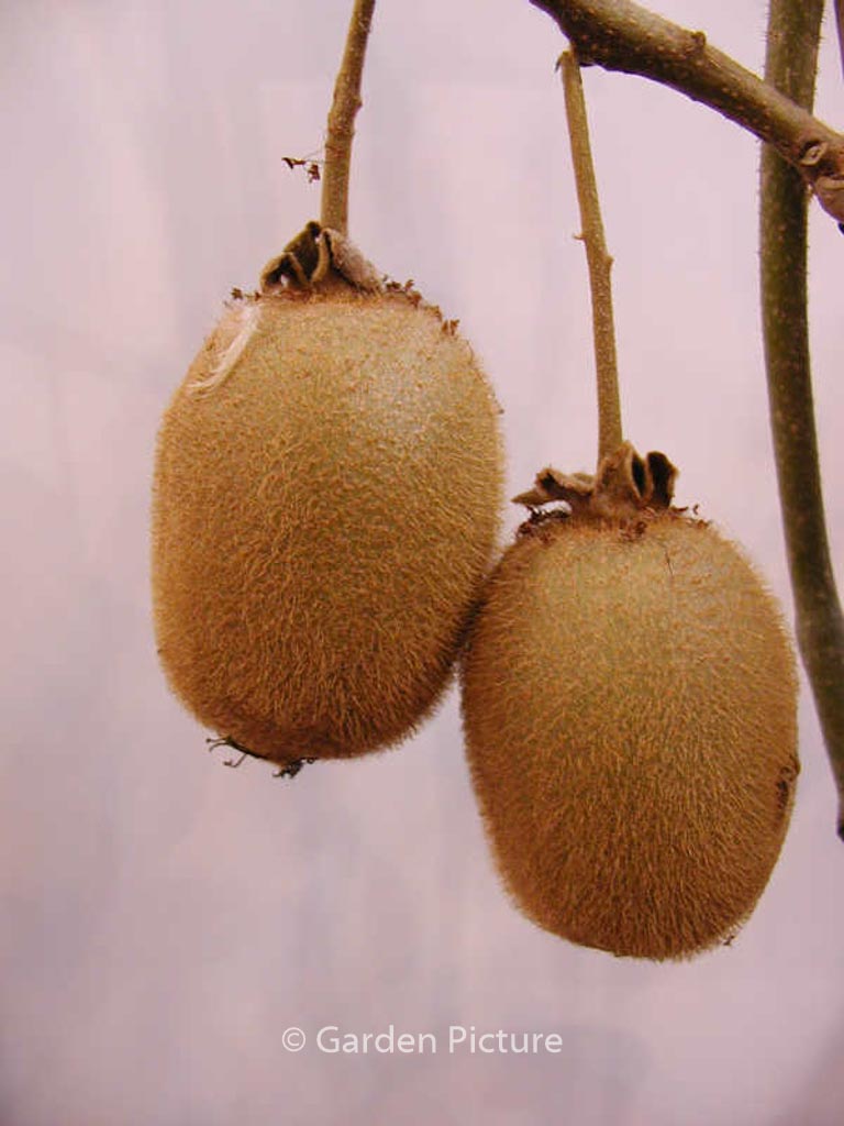 Actinidia deliciosa ‘Hayward’