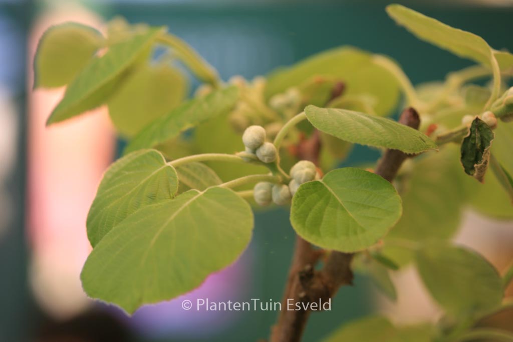 Actinidia deliciosa ‘Renact’ (SOLISSIMO)