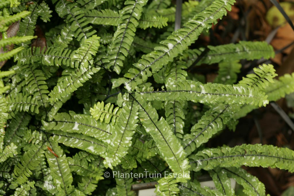 Adiantum pedatum ‘Imbricatum’