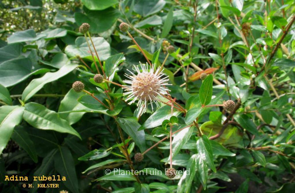 Adina rubella