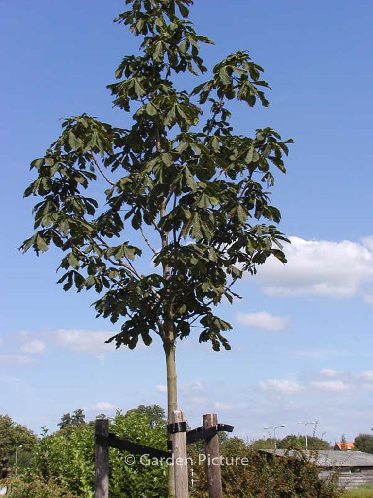 Aesculus ‘Plantieriensis’