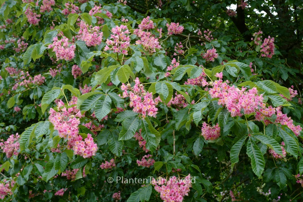 Aesculus carnea ‘Briotii’