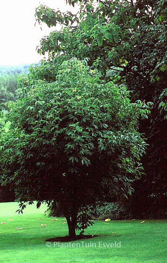 Aesculus flava ‘Vestita’